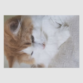 Papel De Seda Contemplação do Gatinho (Rico Felino): Foto Cat