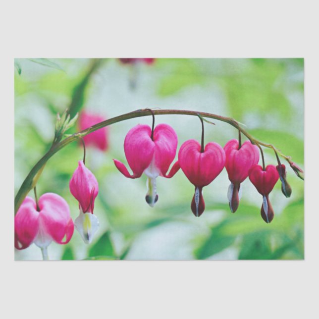 Papel De Seda Coração Bonito Elegente  de Flor Rosa (Frente )