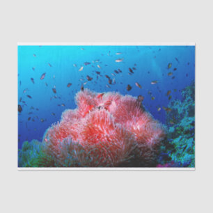 Papel De Seda Coral de incandescência cor-de-rosa da anêmona d