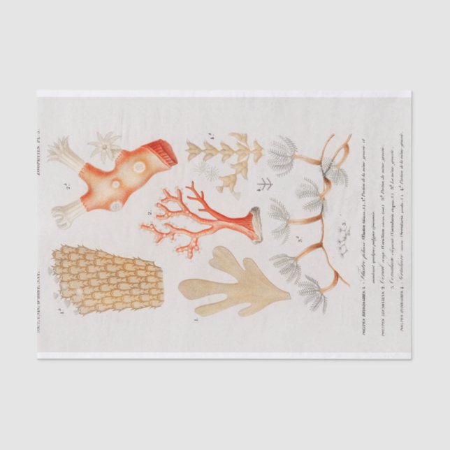 Papel De Seda coral litoral de aquarela (Frente )