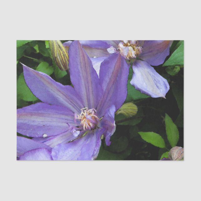 Papel De Seda Corriola roxa Decoupage (Frente )