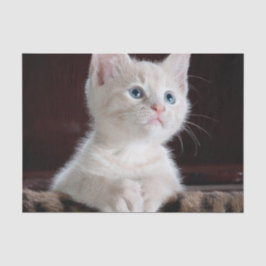 Papel De Seda Cristóvão Branco Vulnerável