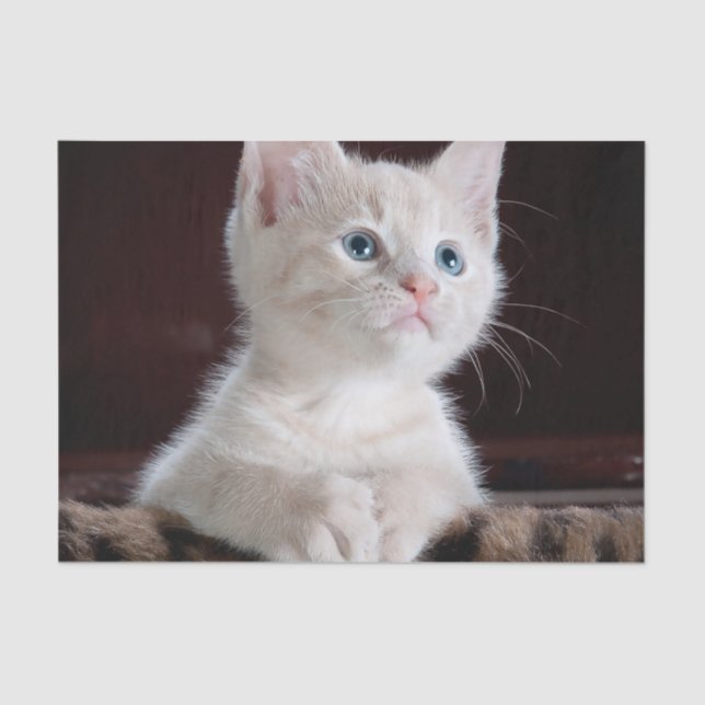 Papel De Seda Cristóvão Branco Vulnerável (Frente )