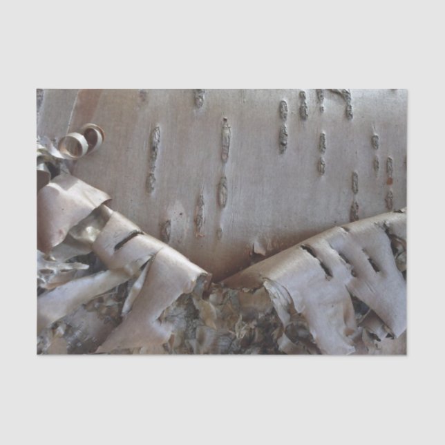 Papel De Seda Curly Birch Bark Tree Rustic (Frente )