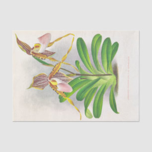 Papel De Seda Cypripedium Praestans (Orchids) por Jean Linden