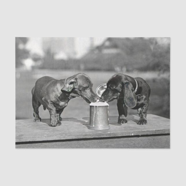 Papel De Seda Dachshund Dogs Bebendo Beer (Frente )