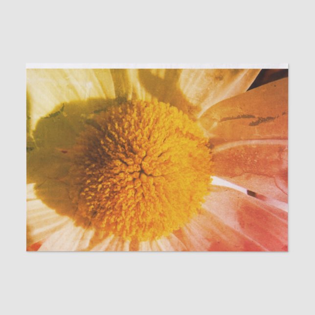 Papel De Seda Daisy Close (Frente )