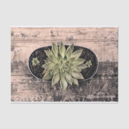 Papel De Seda Decoupage Botânica Verde-Vintage Bem-Suculenta