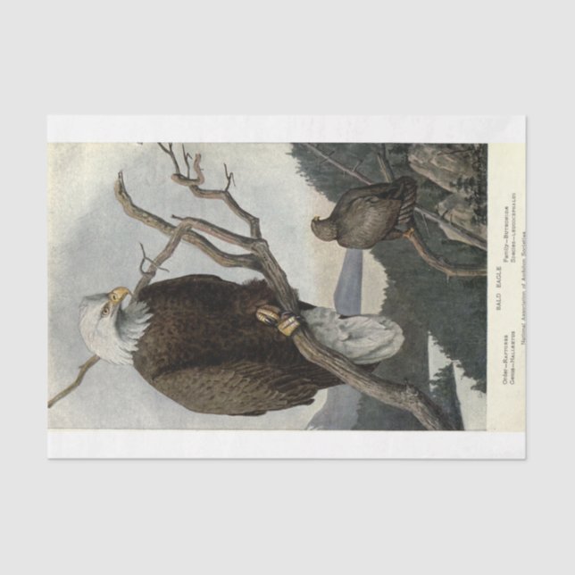 Papel De Seda Decoupage da Ephemera Cálida de Aves (Frente )