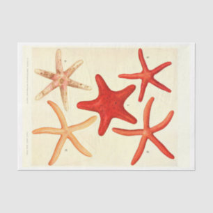 Papel De Seda Decoupage de Ephemera, Peixe Vermelho Náutico