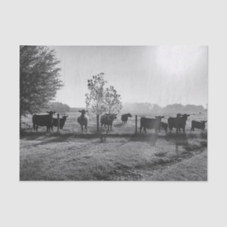 Papel De Seda Decoupage de Fotografias de Vacas de Campo Preto e