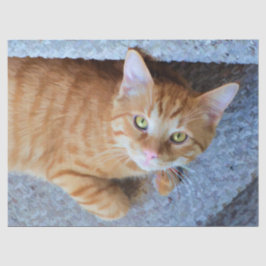 Papel De Seda Decoupage de Gato de Tabby Laranja-Cento