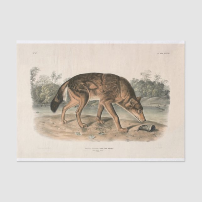 Papel De Seda Decoupage do Lobo Vermelho Americano (Canis lupus) (Frente )