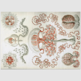 Papel De Seda Decoupage do Sea Anthomedusae Ernst Haeckel