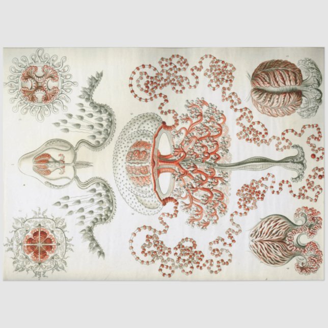 Papel De Seda Decoupage do Sea Anthomedusae Ernst Haeckel (Frente )