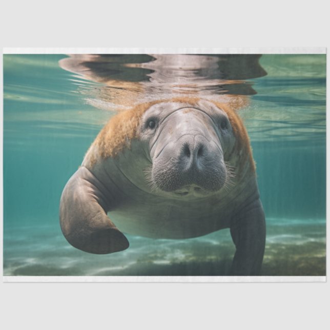 Papel De Seda Desacoplar Família de Manateados do Oceano (Frente )