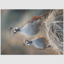 Papel De Seda Desagrupar Padrões de Penas Únicas da Camada