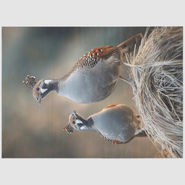 Papel De Seda Desagrupar Padrões de Penas Únicas da Camada (Frente )