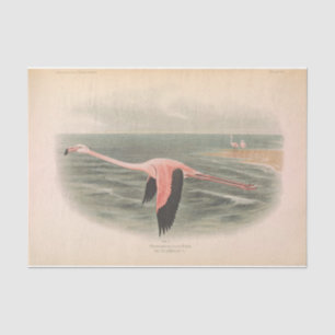 Papel De Seda Desaparecimento de Ephemera Flamingo Bird