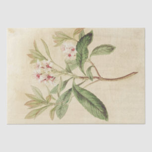 Papel De Seda Descamação Botânica Delicada Floral Rosa Vintage