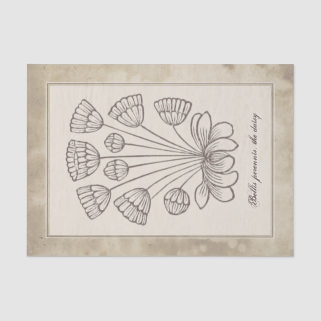 Papel De Seda Descaptação de Pergaminho da Flor de Daisy Botânic (Frente )