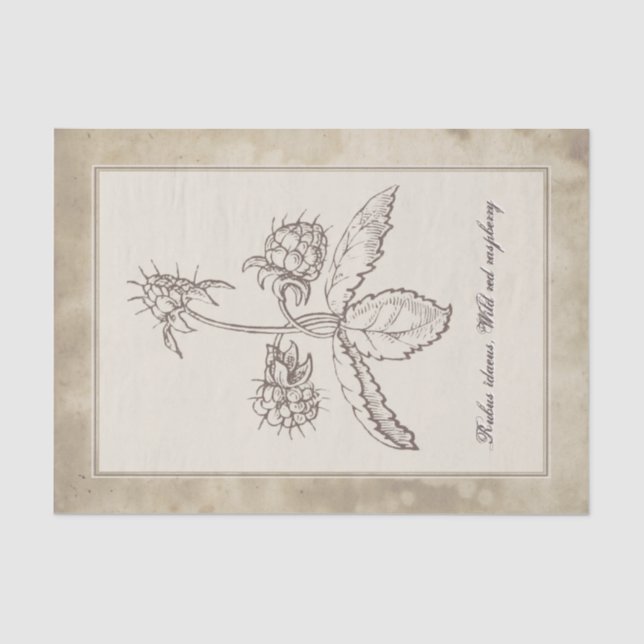 Papel De Seda Descaptação de Pergaminho da Fruta da Flor Botânic (Frente )