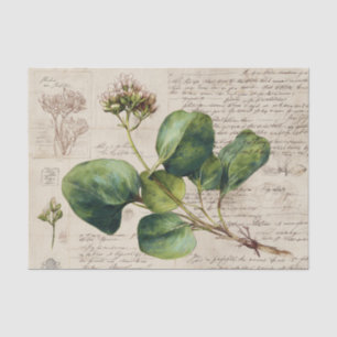 Papel De Seda Desenho Botânico da Natureza