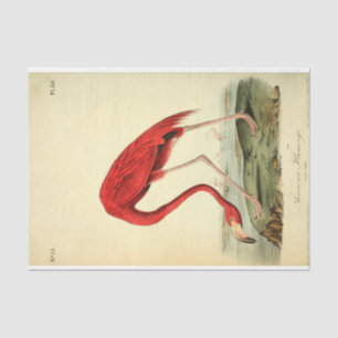 Papel De Seda Desligamento de Ephemera de Pássaro Flamingo