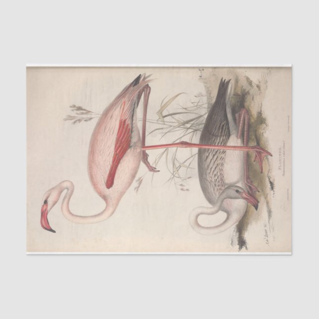 Papel De Seda Desligamento de Ephemera do Flamingo Bird (Frente )