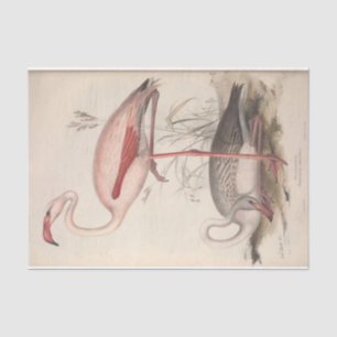 Papel De Seda Desligamento de Ephemera do Flamingo do Pássaro