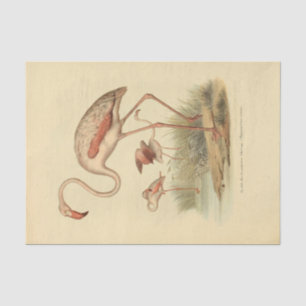 Papel De Seda Desligamento de Ephemera do Flamingo do Pássaro