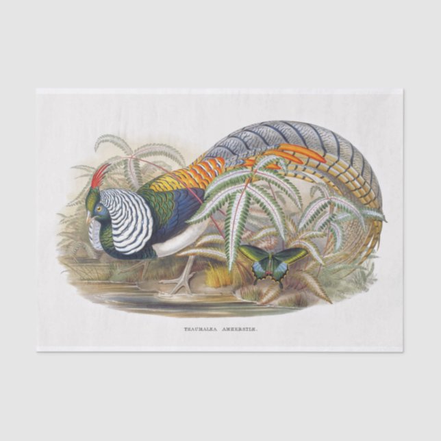 Papel De Seda Desligamento de Faisão de Lady Amherst (Frente )