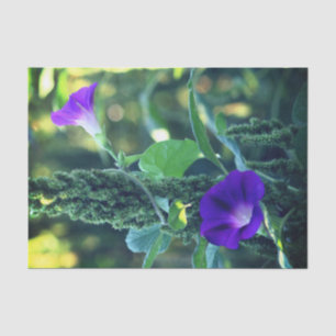 Papel De Seda Desligamento de Flores Gloriosas da Manhã Selvagem