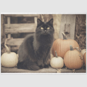 Papel De Seda Desligamento de Gato Preto e Pumpkins