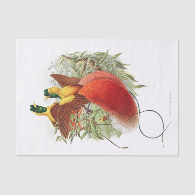 Papel De Seda Desligamento de Loddigesia Mirabilis (Frente )