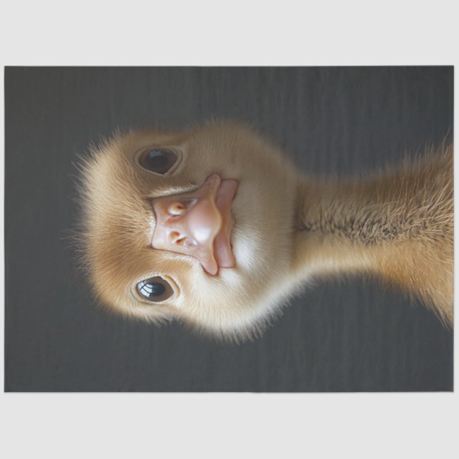 Papel De Seda Desligamento do Retrato de Gosling Bonito (Frente )