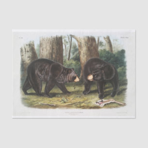 Papel De Seda Desligamento do Urso Negro da América do Norte (1