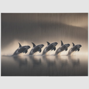 Papel De Seda Desligar Cinco Orcas - Oceano de Exibição Sincroni