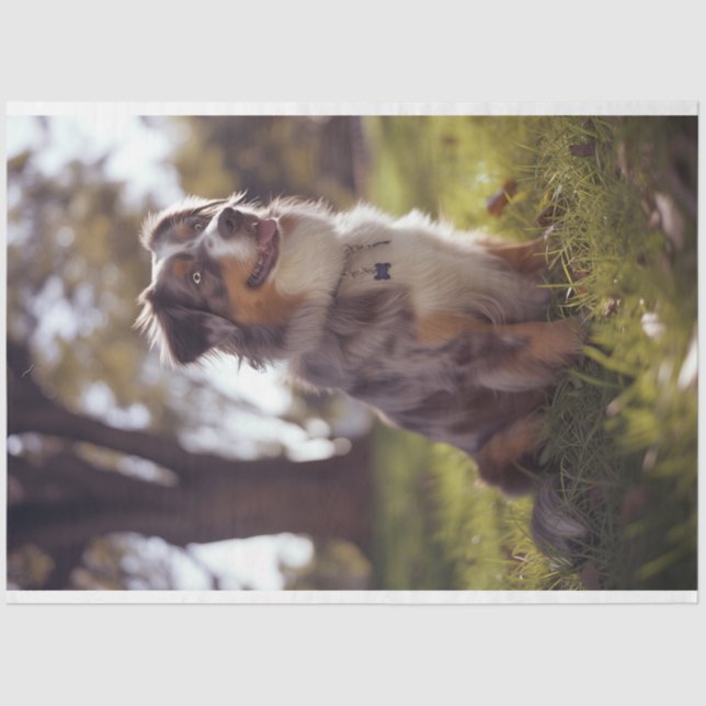 Papel De Seda Desligar o Pastor Australiano (Frente )