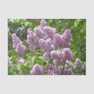 Papel De Seda Dia de as mães Lovely Lilac Bush