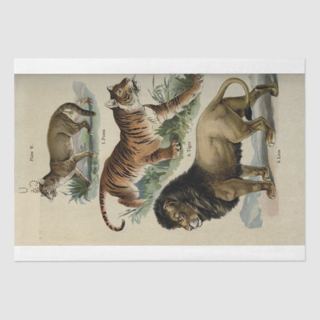 Papel De Seda Dissociação da Ephemera Puma do Leão Tiger (Frente )