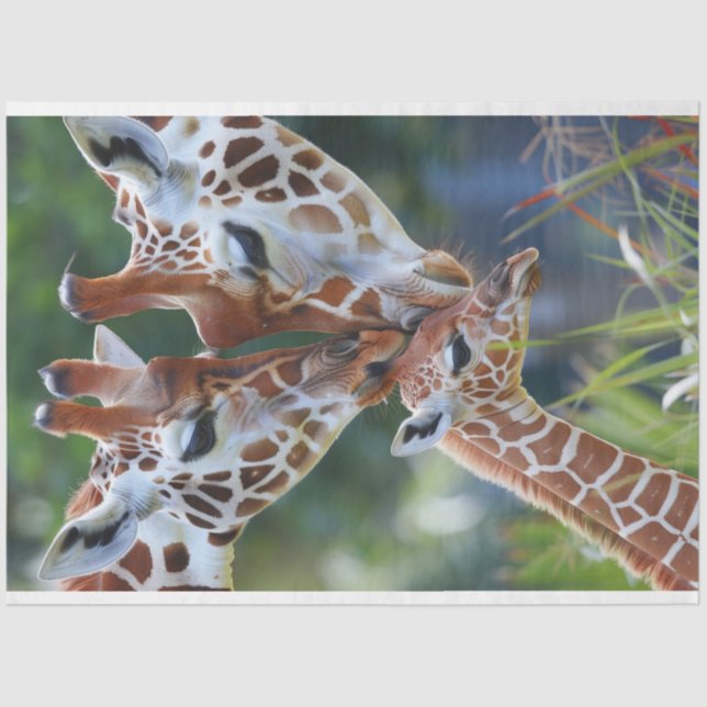 Papel De Seda Dissociação da família de arte digital Giraffe (Frente )