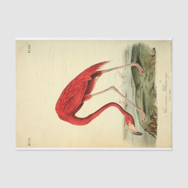 Papel De Seda Dissociação de Ephemera Flamingo Bird (Frente )