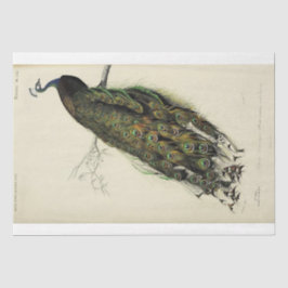 Papel De Seda Dissociação de Ephemera, Script Peacock French