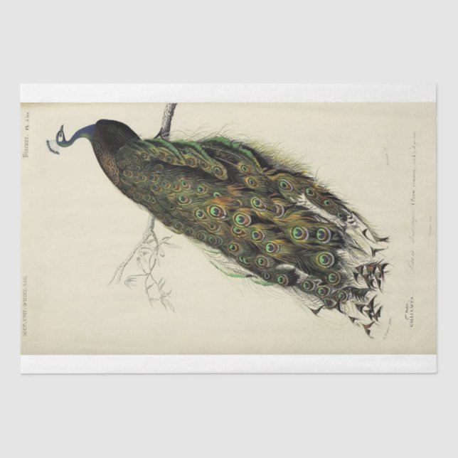 Papel De Seda Dissociação de Ephemera, Script Peacock French (Frente )