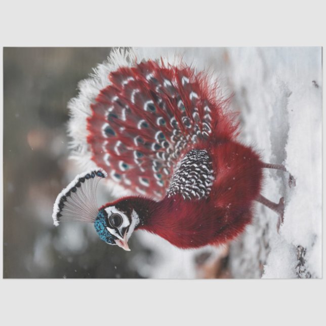 Papel De Seda Dissociação de um pássaro vermelho exótico de Nata (Frente )