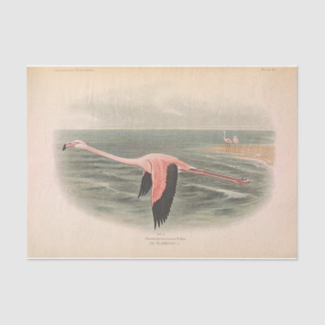 Papel De Seda Dissociação Flamingo Bird Ephemera (Frente )