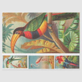 Papel De Seda Dissociação por Vintage do Toucan 2b Coleção de Av