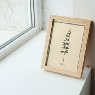 Papel De Seda Documento de Dissociação do Estudo Botânico