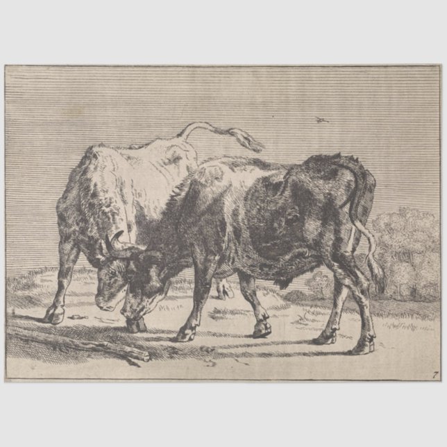 Papel De Seda Dois Bulls de Combate (por Paulus Potter) (Frente )